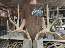Huge 176 mule for sale  Montrose
