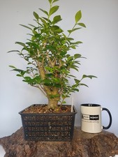 Shohin privet outdoor for sale  ELGIN