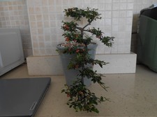 Cascade bonsai cotoneaster for sale  CANNOCK