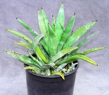 Agave americana arizona for sale  Sandy