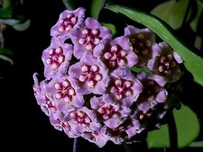 80002896 hoya minipolinia gebraucht kaufen  Reutlingen