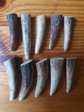 Geweihspitzen abwurfstangen hi gebraucht kaufen Geweihspitzen abwurfstangen hi gebraucht kaufen  Deutschland