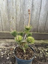 Japanese white pine for sale  CHORLEY