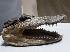 Real taxidermy alligator for sale  Fountain Hills