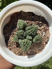 Ariocarpus super godzilla for sale  Sherman Oaks