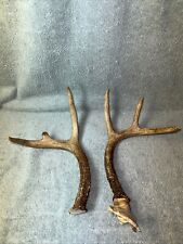 Pair whitetail deer for sale  Newberry