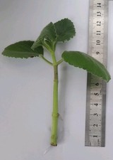 Rooted cutting mexican for sale  COVENTRY