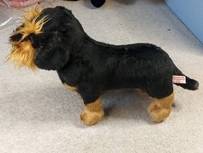 Hermann wire haired for sale  CRAWLEY