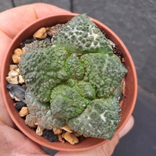 Ariocarpus fisx suratus usato  Casatenovo