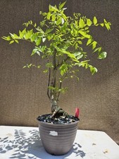 Old japanese wisteria for sale  Westminster