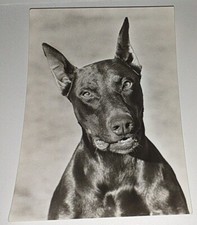 dobermann hunde gebraucht kaufen dobermann hunde gebraucht kaufen Haßmersheim