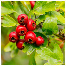 100 hawthorn hedging for sale  NEWTOWNARDS