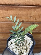 Encephalartos arenarius true for sale  Santee