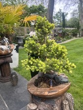 Pine bonsai wooden for sale  WALTON-ON-THAMES