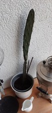 Kaktus kaktusfeige drachenfruc gebraucht kaufen  Groß Köris