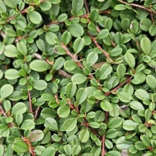 Zwergmispel cotoneaster streib gebraucht kaufen  Düsseldorf