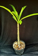 Pachypodium ruterbergianum suc d'occasion  Expédié en Belgium
