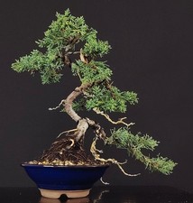 Shohin bonsai ginepro usato  Cison di Valmarino