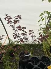 Acer palmatum purple for sale  Hendersonville