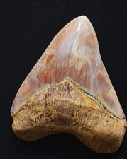 Stunning 5.2 megalodon for sale  UK
