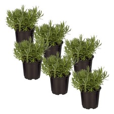 Live aromatic edible for sale  Lathrop