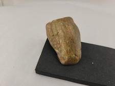 Permineralized fossil rex for sale  Belleville
