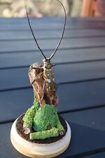 Sulawesi bockkäfer insekten gebraucht kaufen  Dessau-Roßlau