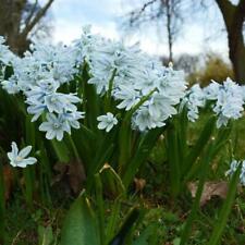 Russian snowdrop plants for sale  IPSWICH