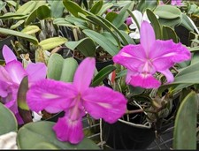 Cattleya walkeriana peloric for sale  San Francisco