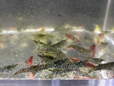Cull wild type for sale  Seattle