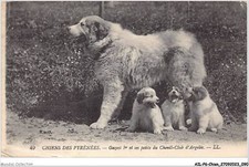 Ailp6 0556 dog d'occasion  Expédié en Belgium