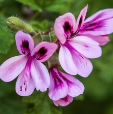 Citronella pelargonium 5in for sale  Hudson