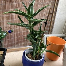 aloe vera pflanze gebraucht kaufen aloe vera pflanze gebraucht kaufen Rosenheim
