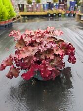 Heuchera boysenberry outdoor for sale  LARGS