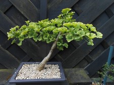 Bonsai ginko great for sale  CANNOCK