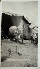 Ringling bros circus for sale  Jacksonville