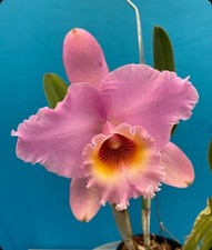 Rlc george king for sale  San Francisco