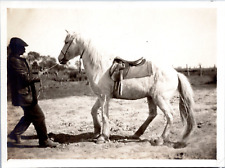 Camargue cheval 1911 d'occasion  Pagny-sur-Moselle