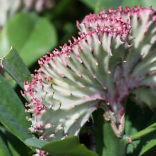 Euphorbia lactea cristata for sale  GLASGOW