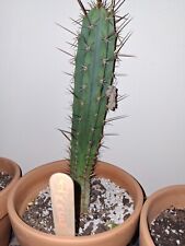 Echinopsis cactus peru for sale  Freeport