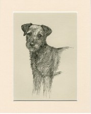 Welsh terrier rare for sale  COLEFORD