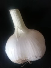 Elefantenknoblauch knoblauch g gebraucht kaufen  Bayreuth