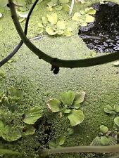 Plante flottante vends d'occasion  Versailles