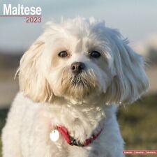 Calendrier 2023 bichon d'occasion  Troyes