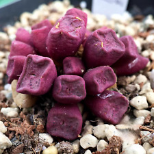 10x conophytum cubicum for sale  BEXHILL-ON-SEA