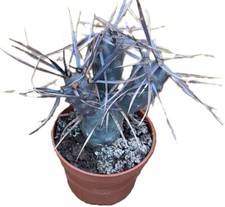 Paper spine cactus for sale  LEEDS