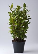 Alloro laurus nobilis usato  Valmacca