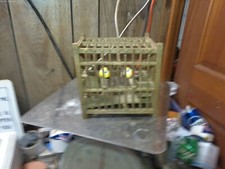 Coal miner canary for sale  Monticello