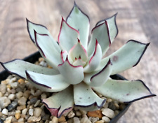 Echeveria strictiflora nova for sale  Miami