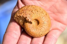 Ammonite mayaites lamellosus d'occasion  Pont-à-Mousson